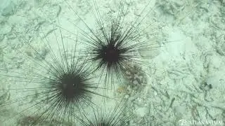 Erizo de Mar en 4K - Sea urchin 4K