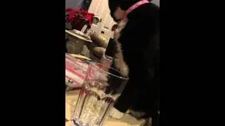 Cat drinking water from a glass