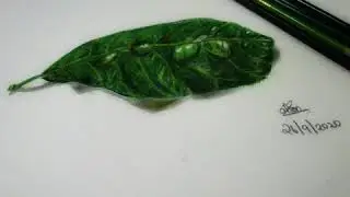 how to draw hyper realistic 3D leaf #colouredpencils #fabercastell #art  #realisticdrawing #sketch