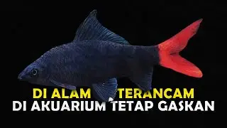 MENGENAL RED TAIL BLACK SHARK YANG BANYAK DIPELIHARA DALAM AKUARIUM