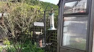 small shed Saturday #192 - feeding the birds