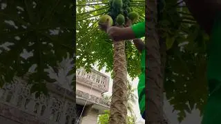 പണി പാളി 😜#shortsvideo #pappayavlogs #pappaya