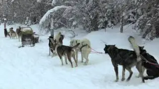Finnland: Abenteuer auf der Huskyfarm! #Finnland