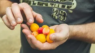 Chickasaw Plum Benefits for Wildlife, Pollinators & Native Landscaping