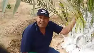 تدنية #العرجون_ بالنخيل_.