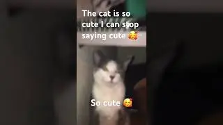 #cat #meowmemes #cuteanimal #funny #cattomemes #cutecat #cute #memescat #cutekitty #memes