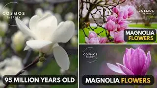 Magnolia Flowers | A Short Documentary on Nature&rsquo;s Beauty