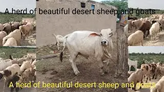 The beautiful desert sheep and herd of goats are going to war together#animals #goat #sheep#nature