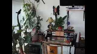 My Balcony Container Garden Walk Through - July 2019