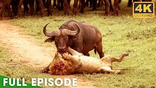 Predator's Ultimate Struggle (Full Episode) | Nature Animal Documentary