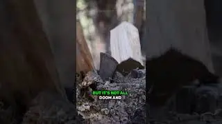 Deforestation #shortsfeed #shorts #trees #aivideo @spideyart123 #youtube #viral #trending #art