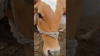 #cows #yellow #milk #grass #viral #beautiful #foryou #love #shorts #sigmarule