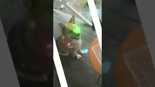 A dog drinks tea at an exclusive table (Собака пьёт чай за эксклюзивным столиком)