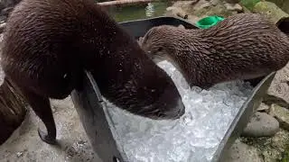 Rescued River Otters Romp And Chomp On Ice