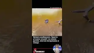 Ничего особенного  Просто утконос плывёт по своим делам, эпично погружаясь в конце