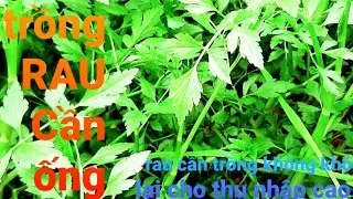 #lêTÂM #cáchtrồngraucầnống  chia sẻ kinh nghiệm trồng rau cần tốt to cộng rất dễ làm