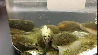 Lilliput freshwater mussel