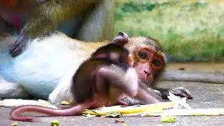 Small monkey baby Tevin s_truggles to escape from the ant.