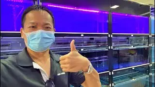 LIOW VIDEO: Feeding Arowana & visit TJ Aquatic