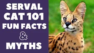 Serval Cats 101 : Fun Facts & Myths