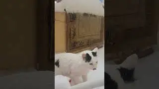 Кот первый раз Увидел Снег #first #firsttime #see #snow #cat