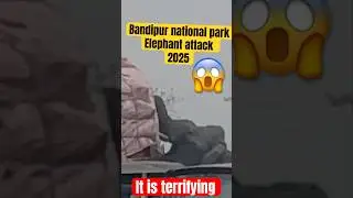 We Were Chased By Bandipur Elephant! #bandipurelephantattack