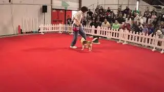 Jasmine at Auckland Pet & Animal Expo 2025
