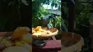 Funny Asian Crow on BANANA