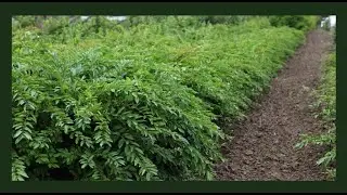 Plant een mooie haag met een haagliguster