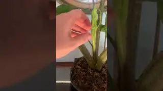 Stingray Alocasia 😍