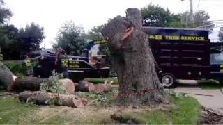 Tree Service Company in NJ Removing Fallen Tree from Home