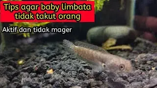 Tips agar baby limbata aktif dan tidak takut sama orang
