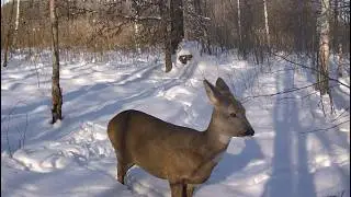 На березі болота 2025-01-14_2026-02-04