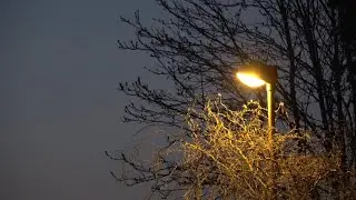 Still Night Atmosphere | Outdoor Nature Sounds