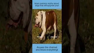 Do You Believe THIS Myth About Dogs? Discover Now!#shorts