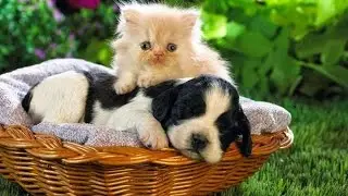 Funny Cats Videos - Cat - Funny Cat Compilation 30 Minutes full HD