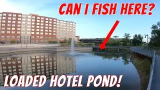 This HOTEL POND is LOADED with FISH! (Multi-species Fishing)