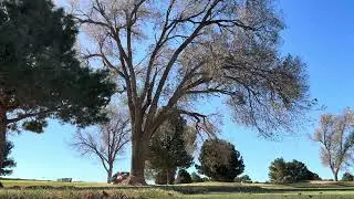 Felling 3’ DBH Siberian Elm tree. Sizwheel to combat brittle tree and side lean 