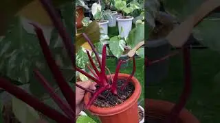 Philodendron strawberry shake variegata#davankaplants #shorts #plants #philodendronstrawberryshake