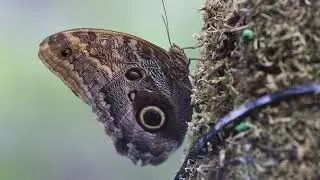 Tropical Butterfly House North Anston. 14th March 2019