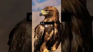 Top 10 Longest / Strongest Eagle🦅 In the world🌏#shortsfeed #shorts #eagles #top10
