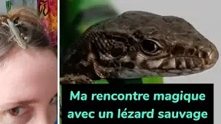 MA RENCONTRE MAGIQUE AVEC UN LEZARD SAUVAGE