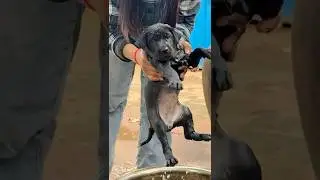 Dodo ask mom to take a bath