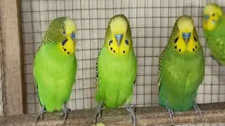 12 hours of budgie sounds to encourage your parrot to eat and sing Budgies Singing