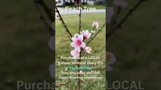 My Peach Tree Is BLOWING UP!