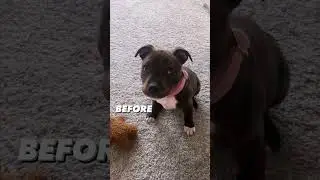 Woof & Wonder