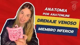 Curso completo de anatomia - Clase 36: Drenaje venoso de miembro inferior