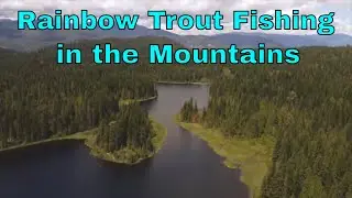 Rainbow Trout Fishing in the BC Mountains