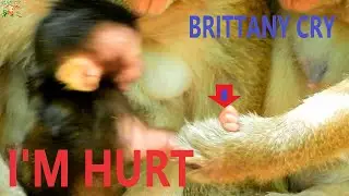 CRY-CRY FIRST RED ANT BITE & AFTER TARA PULL ARM FROM BRINN TILL CRY MOM BRINN CAN'T HELP |