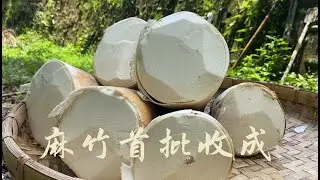 2023 麻竹筍首批豐收 (The 2023 first harvest of Ma Bamboo)